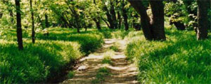 Road