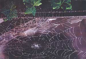 Spiders web
